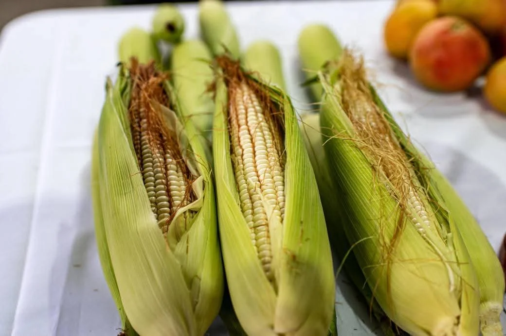 Elotes tierno