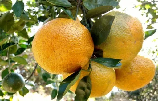 Cítricos Morelenses