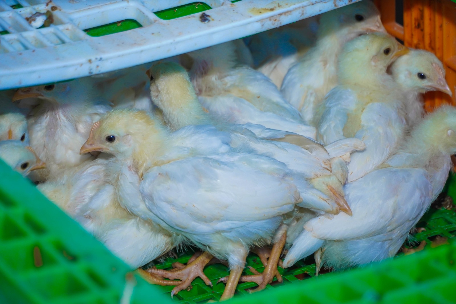 IMG-20251016-WA0008 ERIK BORGES YAM IMPULSA LA AUTOSUFICIENCIA ALIMENTARIA CON LA ENTREGA DE CASI 8 MIL GALLINAS PONEDORAS EN COMUNIDADES RURALES