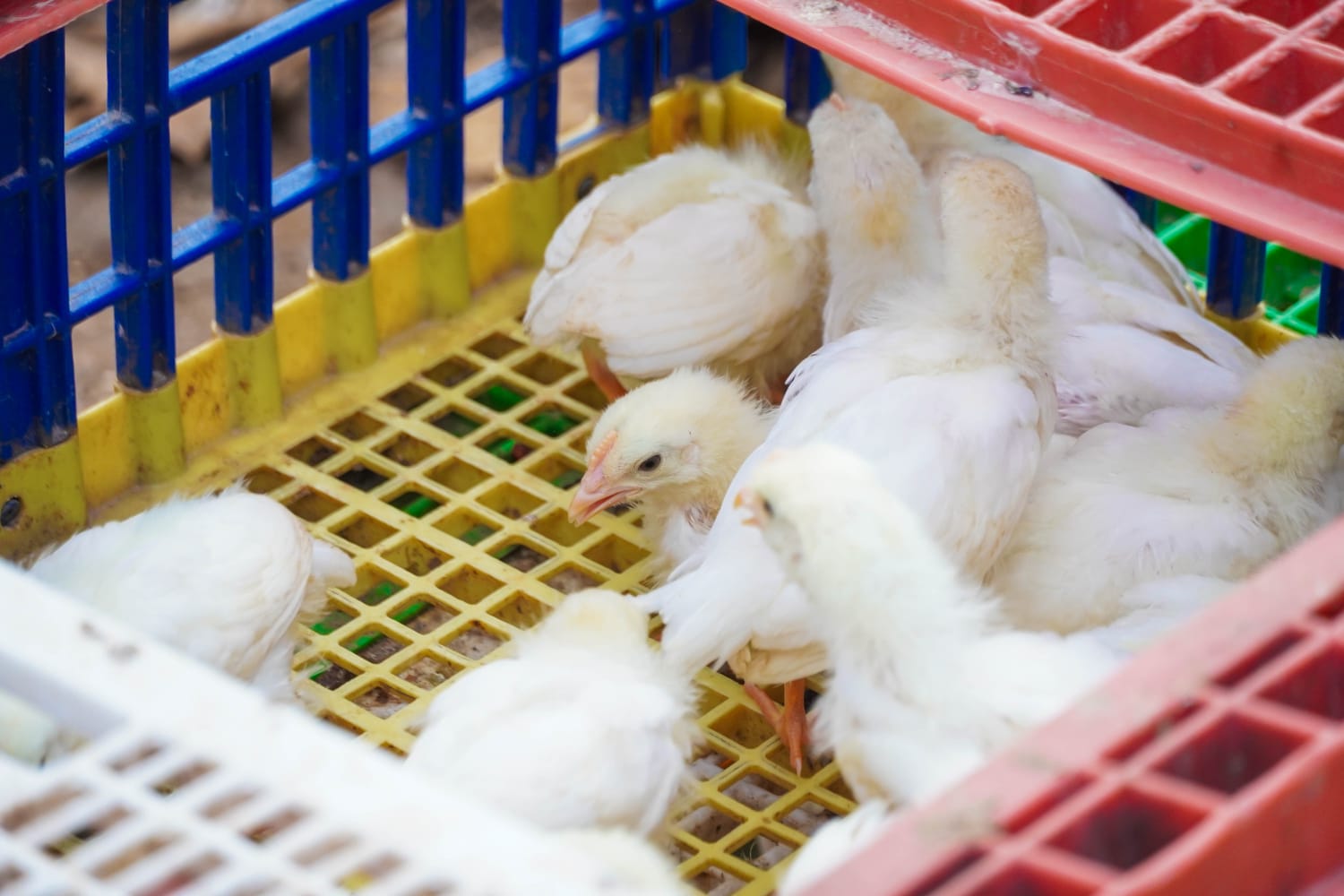 IMG-20251016-WA0014 ERIK BORGES YAM IMPULSA LA AUTOSUFICIENCIA ALIMENTARIA CON LA ENTREGA DE CASI 8 MIL GALLINAS PONEDORAS EN COMUNIDADES RURALES