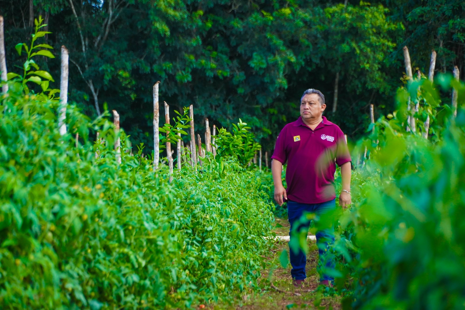 IMG-20251118-WA0002 EN JOSÉ MARÍA MORELOS LATE EL CORAZÓN DEL CAMPO QUINTANARROENSE GRACIAS AL IMPULSO DEL GOBIERNO DE LA TRANSFORMACIÓN