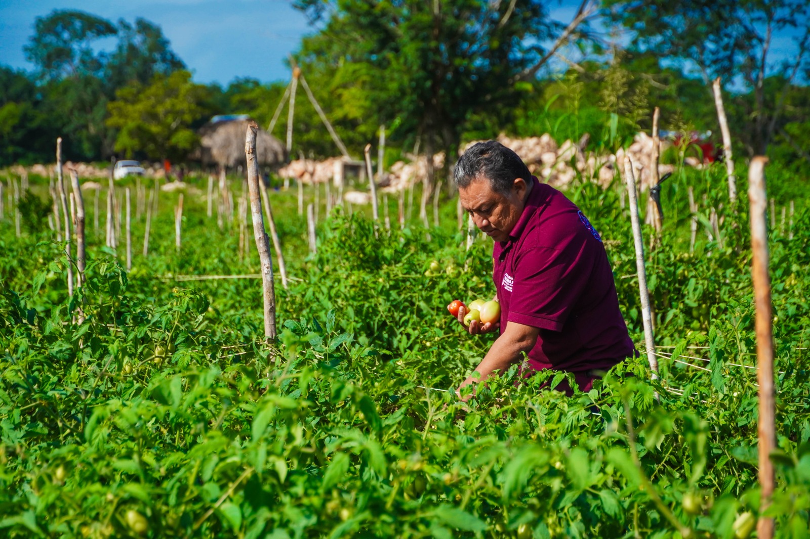 IMG-20251118-WA0004 EN JOSÉ MARÍA MORELOS LATE EL CORAZÓN DEL CAMPO QUINTANARROENSE GRACIAS AL IMPULSO DEL GOBIERNO DE LA TRANSFORMACIÓN