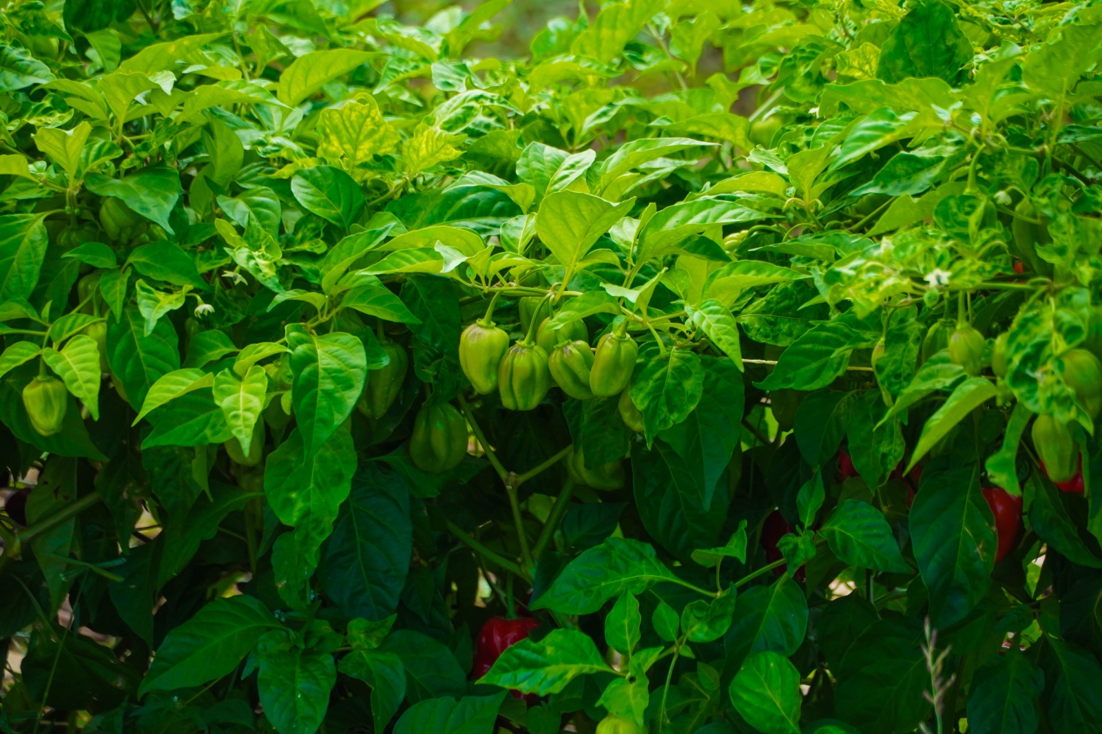 IMG-20251118-WA0006 EN JOSÉ MARÍA MORELOS LATE EL CORAZÓN DEL CAMPO QUINTANARROENSE GRACIAS AL IMPULSO DEL GOBIERNO DE LA TRANSFORMACIÓN