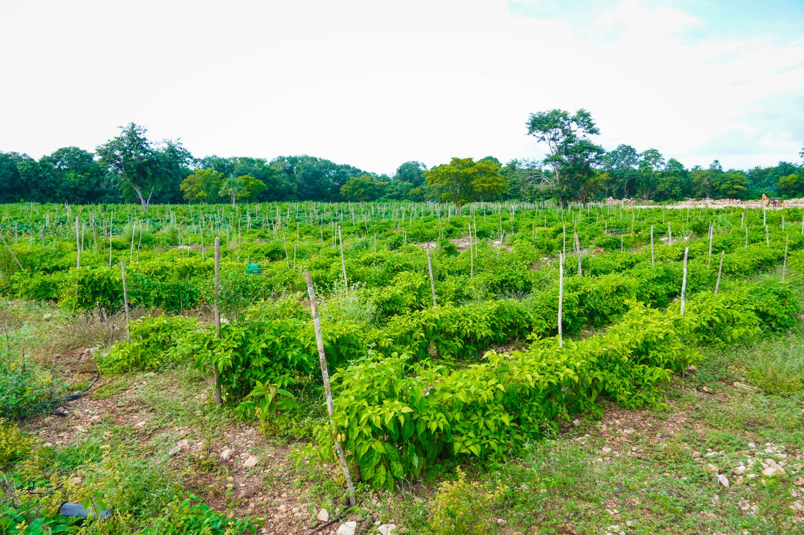 IMG-20251118-WA0007 EN JOSÉ MARÍA MORELOS LATE EL CORAZÓN DEL CAMPO QUINTANARROENSE GRACIAS AL IMPULSO DEL GOBIERNO DE LA TRANSFORMACIÓN