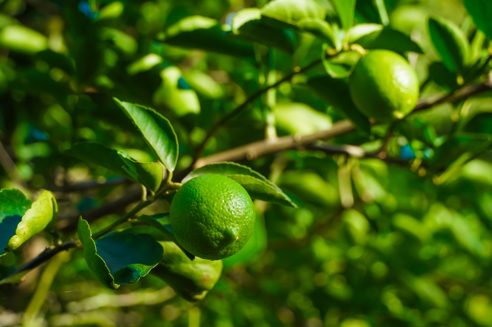 IMG-20251118-WA0008 EN JOSÉ MARÍA MORELOS LATE EL CORAZÓN DEL CAMPO QUINTANARROENSE GRACIAS AL IMPULSO DEL GOBIERNO DE LA TRANSFORMACIÓN