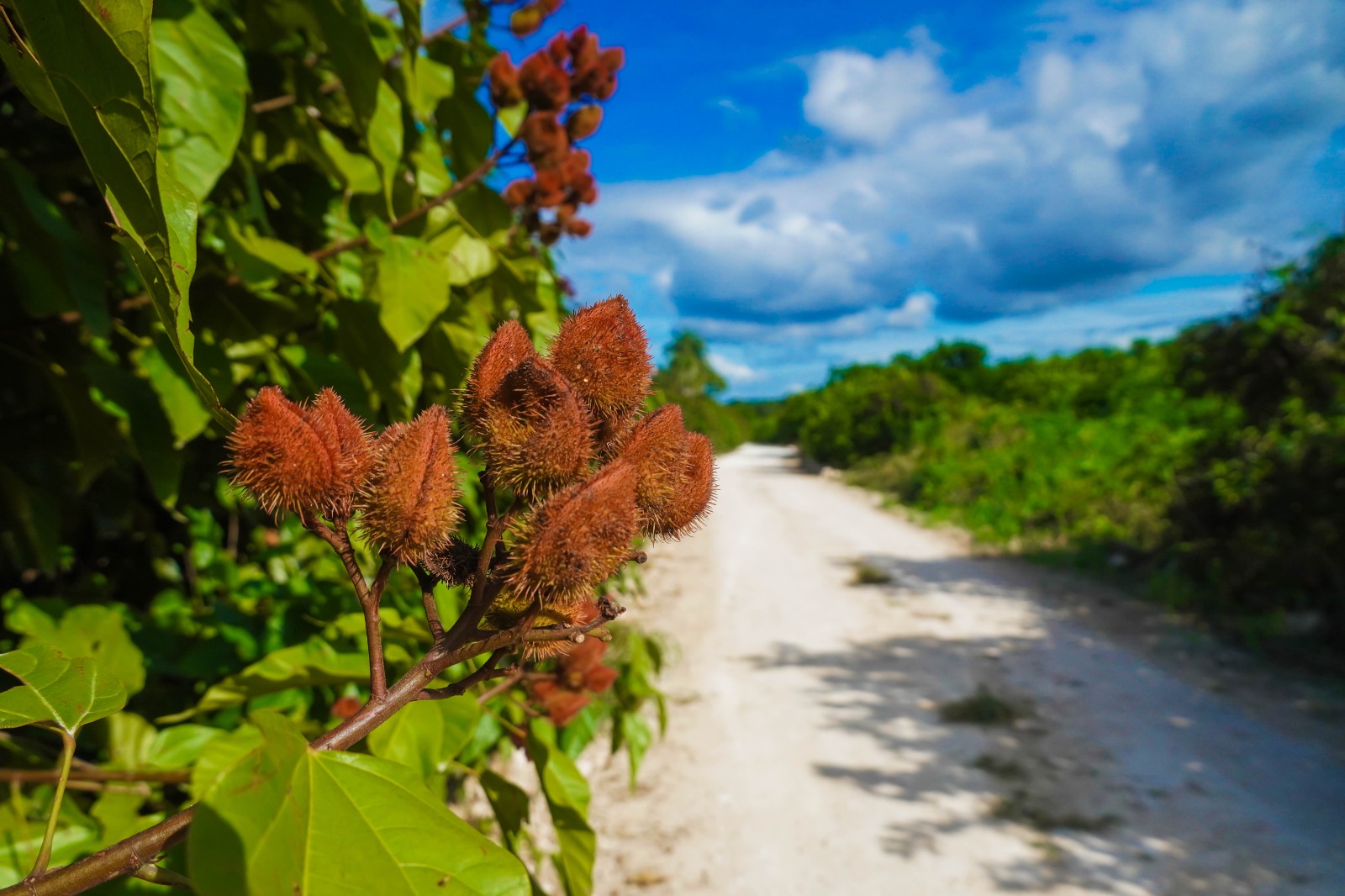 IMG-20251118-WA0015 ERIK BORGES YAM ENTRAGA HISTÓRICA OBRA DE CAMINO SACACOSECHA DE MÁS DE 6 KILÓMETROS: CUMPLIENDO EL SUEÑO ANHELADO DE MÁS DE 40 AÑOS POR LOS PRODUCTORES DE CAFETAL GRANDE