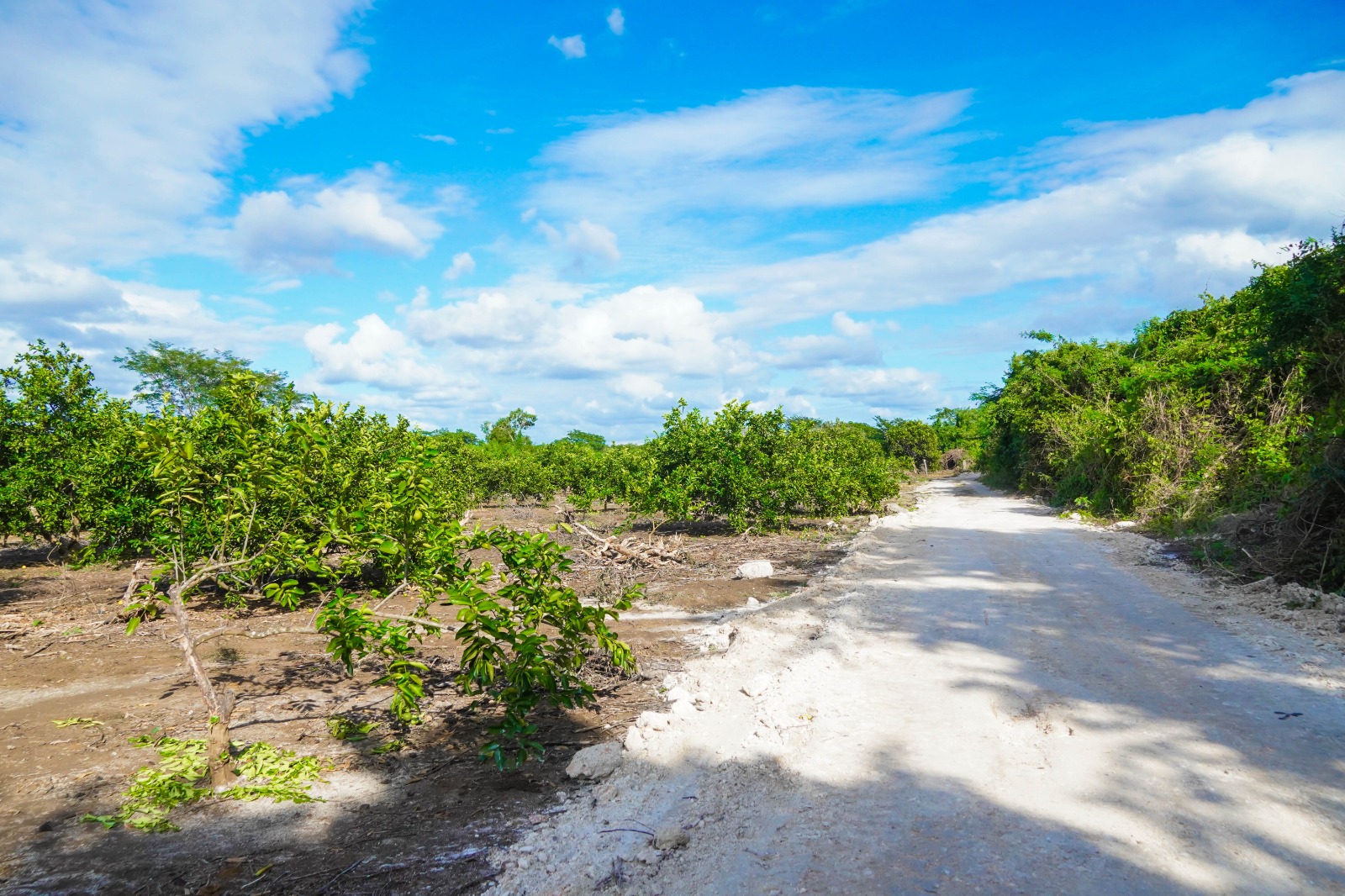 IMG-20251118-WA0016 ERIK BORGES YAM ENTRAGA HISTÓRICA OBRA DE CAMINO SACACOSECHA DE MÁS DE 6 KILÓMETROS: CUMPLIENDO EL SUEÑO ANHELADO DE MÁS DE 40 AÑOS POR LOS PRODUCTORES DE CAFETAL GRANDE