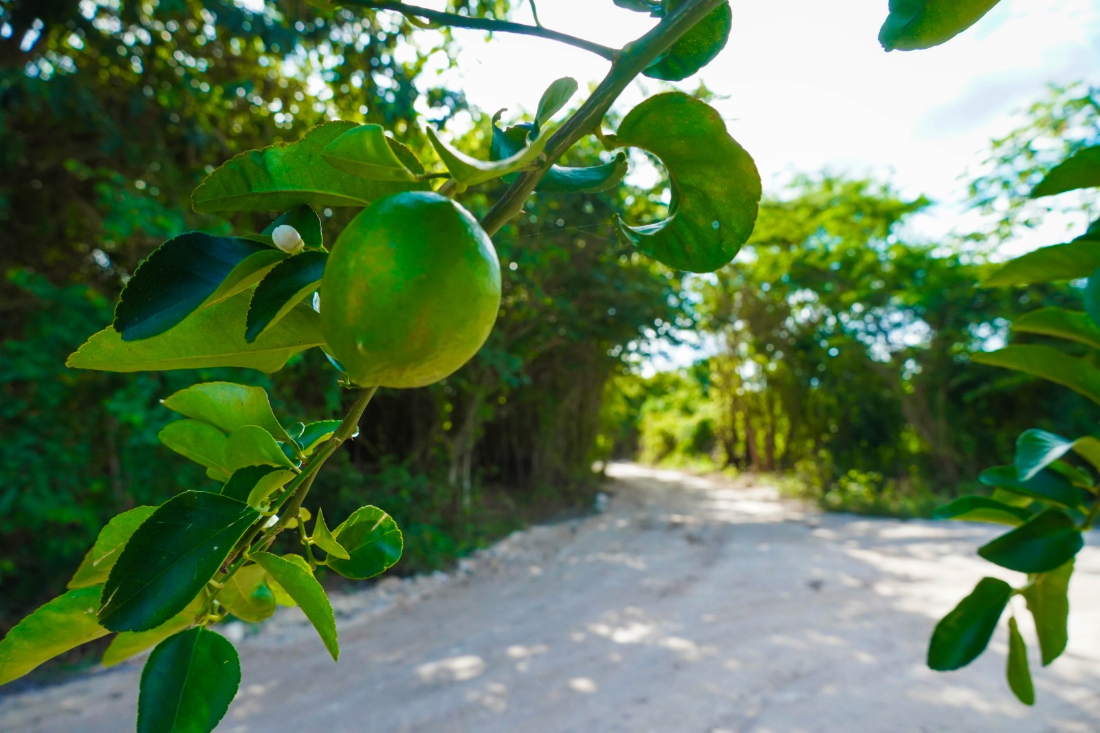 IMG-20251118-WA0017 ERIK BORGES YAM ENTRAGA HISTÓRICA OBRA DE CAMINO SACACOSECHA DE MÁS DE 6 KILÓMETROS: CUMPLIENDO EL SUEÑO ANHELADO DE MÁS DE 40 AÑOS POR LOS PRODUCTORES DE CAFETAL GRANDE