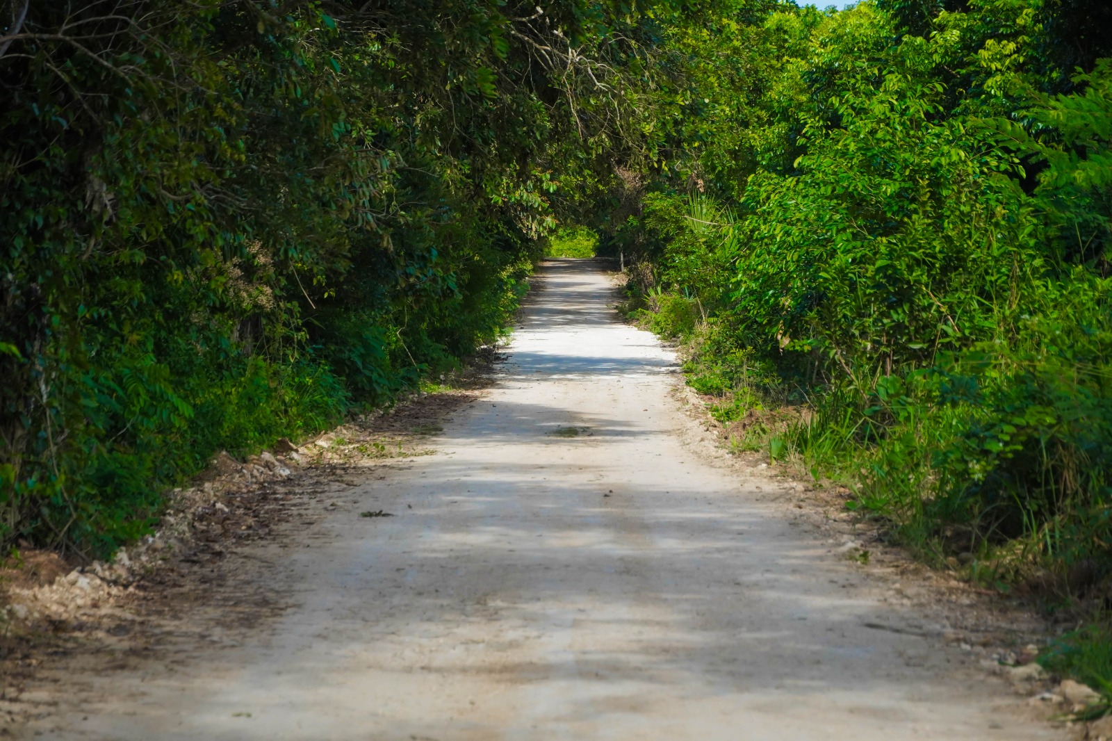 IMG-20251118-WA0018 ERIK BORGES YAM ENTRAGA HISTÓRICA OBRA DE CAMINO SACACOSECHA DE MÁS DE 6 KILÓMETROS: CUMPLIENDO EL SUEÑO ANHELADO DE MÁS DE 40 AÑOS POR LOS PRODUCTORES DE CAFETAL GRANDE