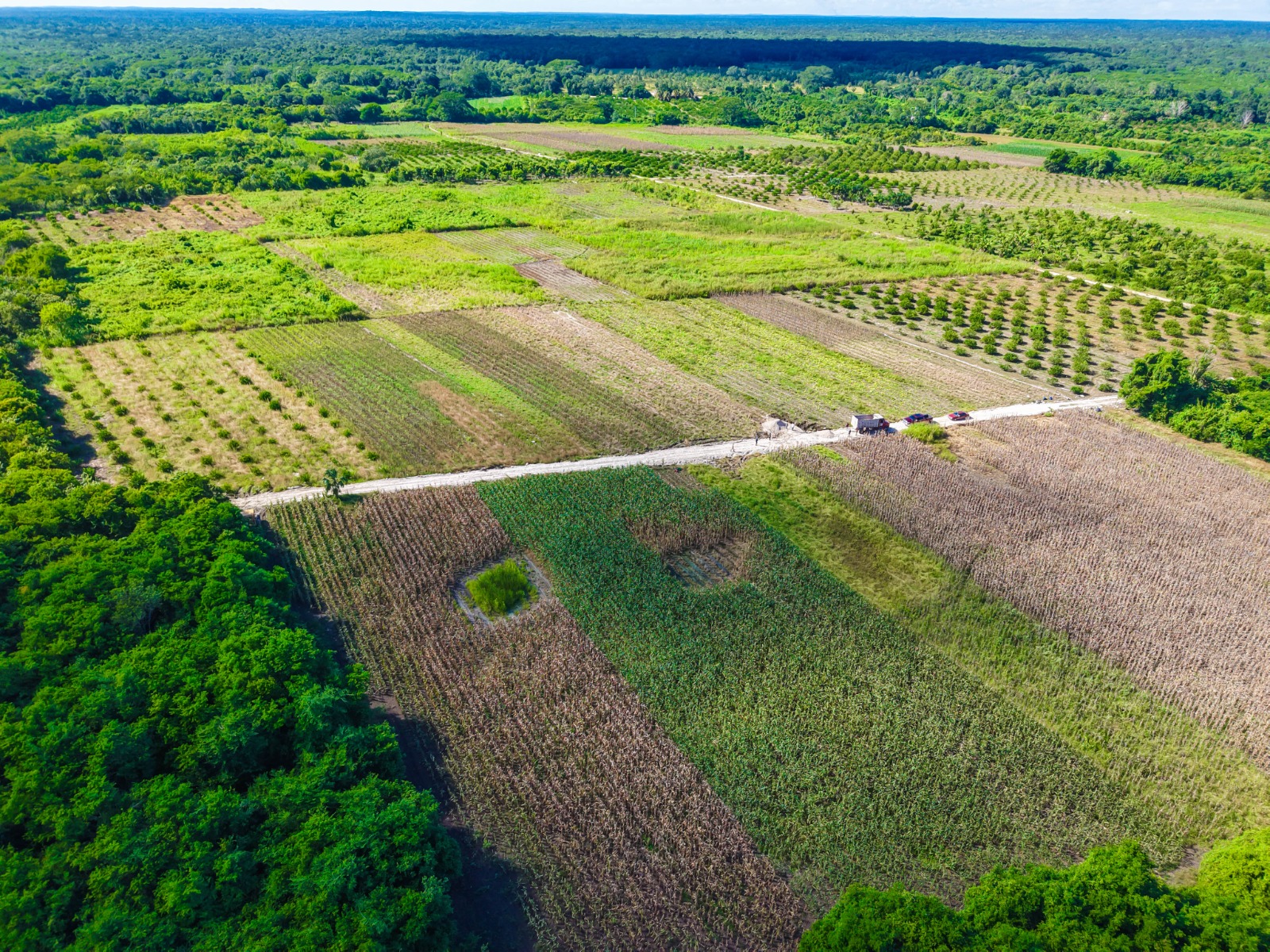 IMG-20251118-WA0020 ERIK BORGES YAM ENTRAGA HISTÓRICA OBRA DE CAMINO SACACOSECHA DE MÁS DE 6 KILÓMETROS: CUMPLIENDO EL SUEÑO ANHELADO DE MÁS DE 40 AÑOS POR LOS PRODUCTORES DE CAFETAL GRANDE