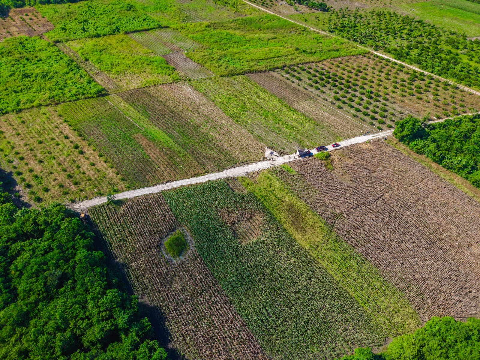 IMG-20251118-WA0021 ERIK BORGES YAM ENTRAGA HISTÓRICA OBRA DE CAMINO SACACOSECHA DE MÁS DE 6 KILÓMETROS: CUMPLIENDO EL SUEÑO ANHELADO DE MÁS DE 40 AÑOS POR LOS PRODUCTORES DE CAFETAL GRANDE