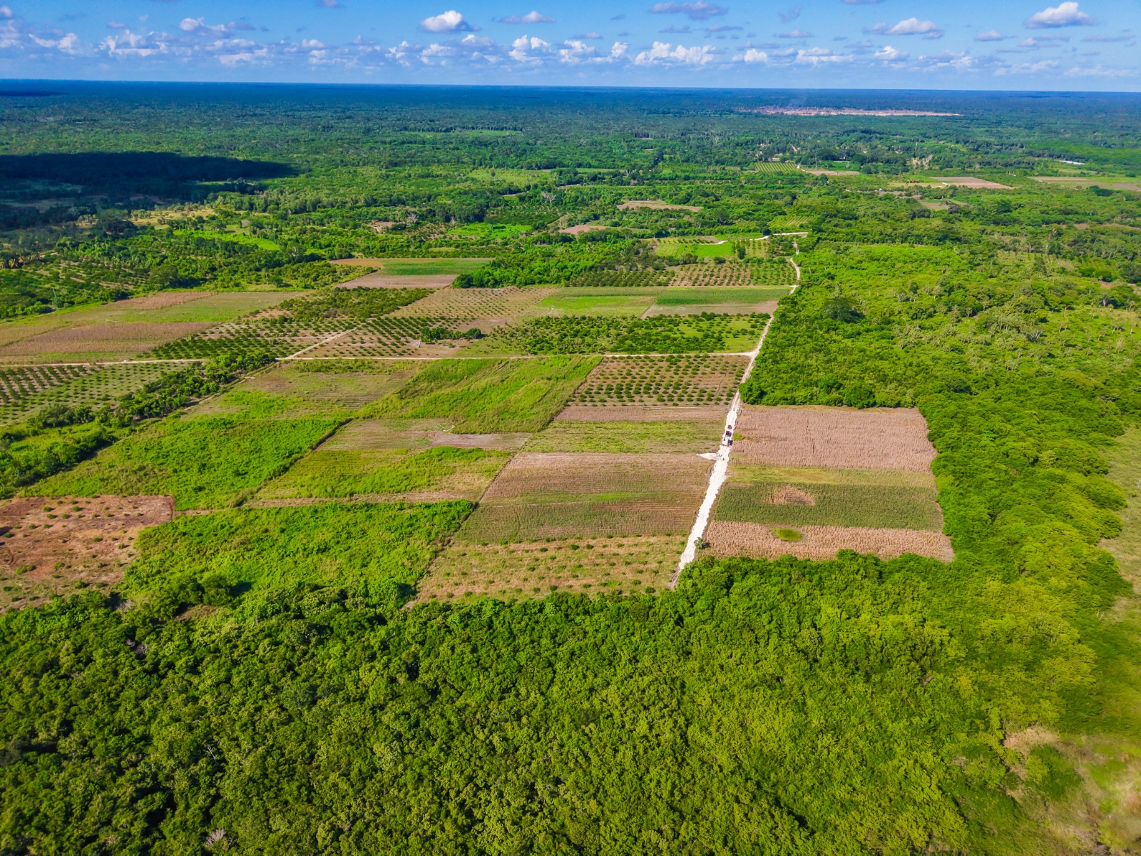 IMG-20251118-WA0022 ERIK BORGES YAM ENTRAGA HISTÓRICA OBRA DE CAMINO SACACOSECHA DE MÁS DE 6 KILÓMETROS: CUMPLIENDO EL SUEÑO ANHELADO DE MÁS DE 40 AÑOS POR LOS PRODUCTORES DE CAFETAL GRANDE